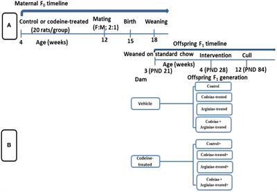 L-Arginine abrogates maternal and pre-pubertal <mark class="highlighted">codeine</mark> exposure-induced impaired spermatogenesis and sperm quality by modulating the levels of mRNA encoding spermatogenic genes